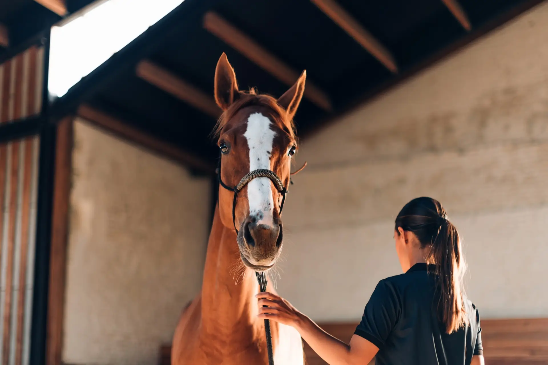 Horse being cared for by an instructor inside a custom-built horse barn by Heart of Texas Construction LLC.